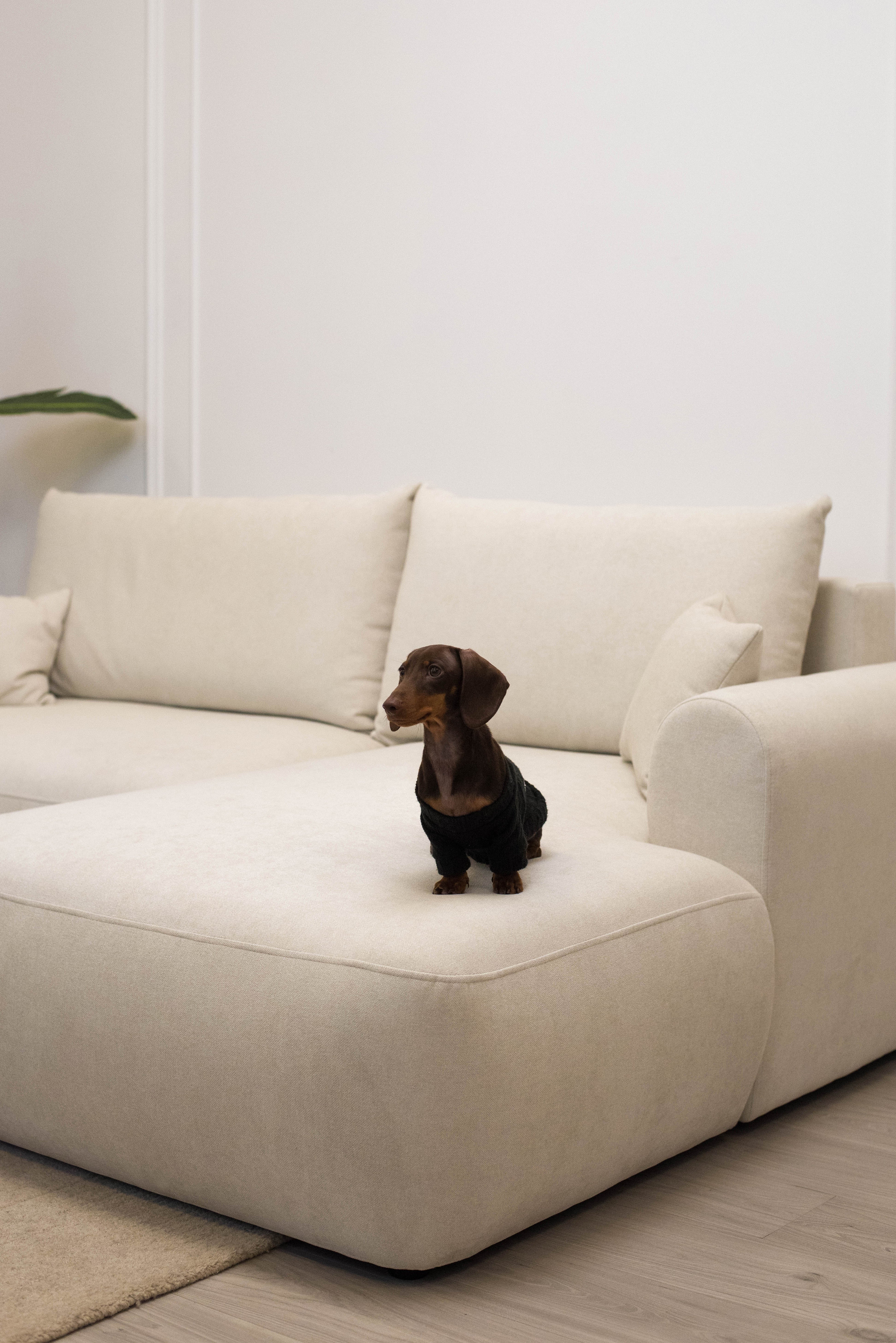 selsey-ovo-mini-ecksofa-l-f-rmig-rechtsseitig-mit-schlaffunktion-und-stauraum-cr image 6