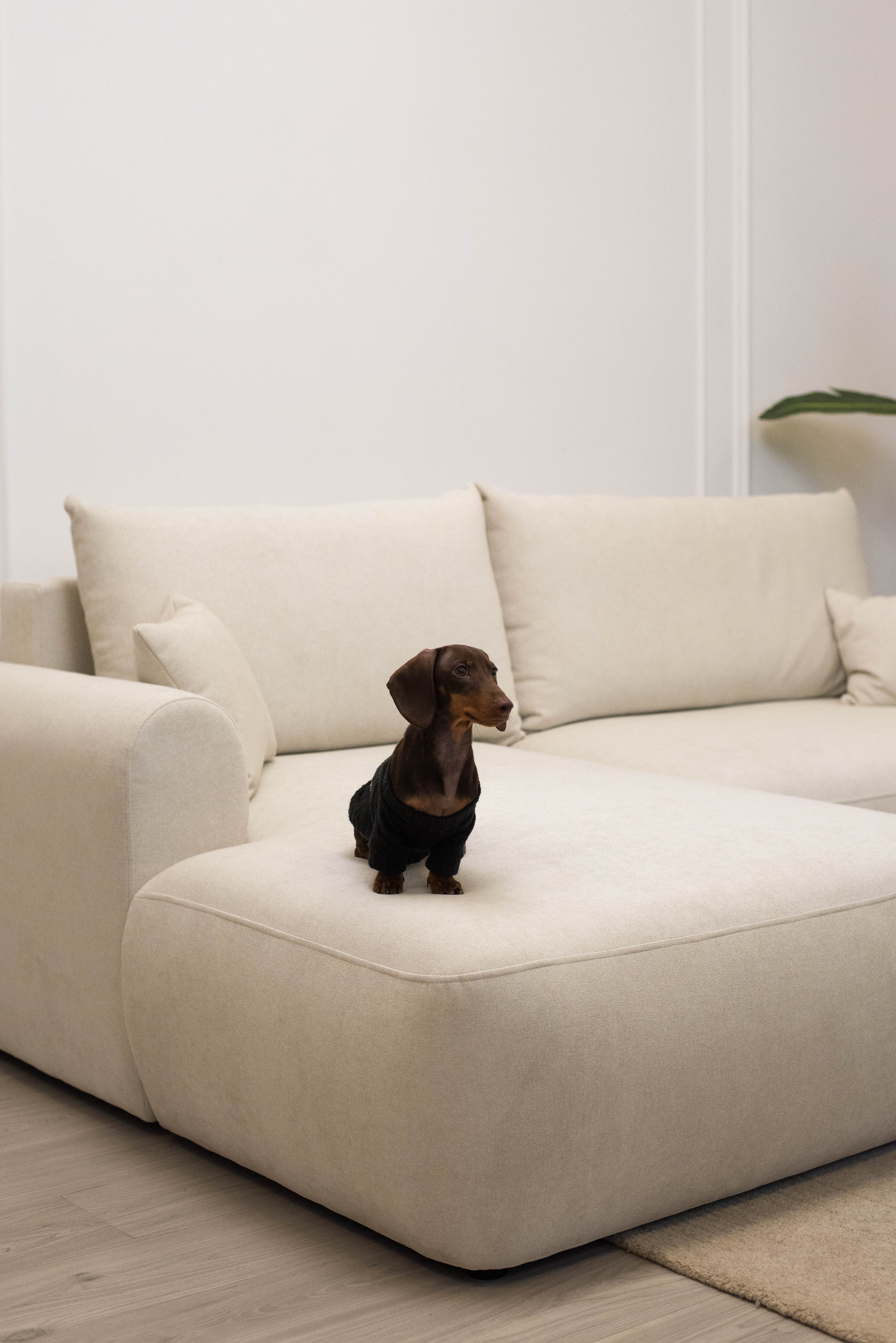 selsey-ovo-mini-ecksofa-mit-schlaffunktion-l-form-links-creme-chenille-mit-staur image 6